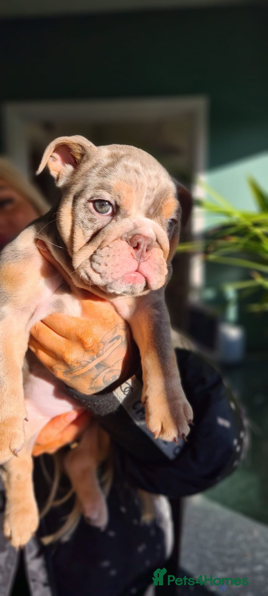 English Bulldog dogs for sale: ✨ lilac Tan & Merle Female bulldog. – Available ✨ - Advert 3