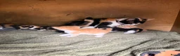 Domestic Shorthair cats for sale: Kittens for sale (including ginger females!) - Advert 2