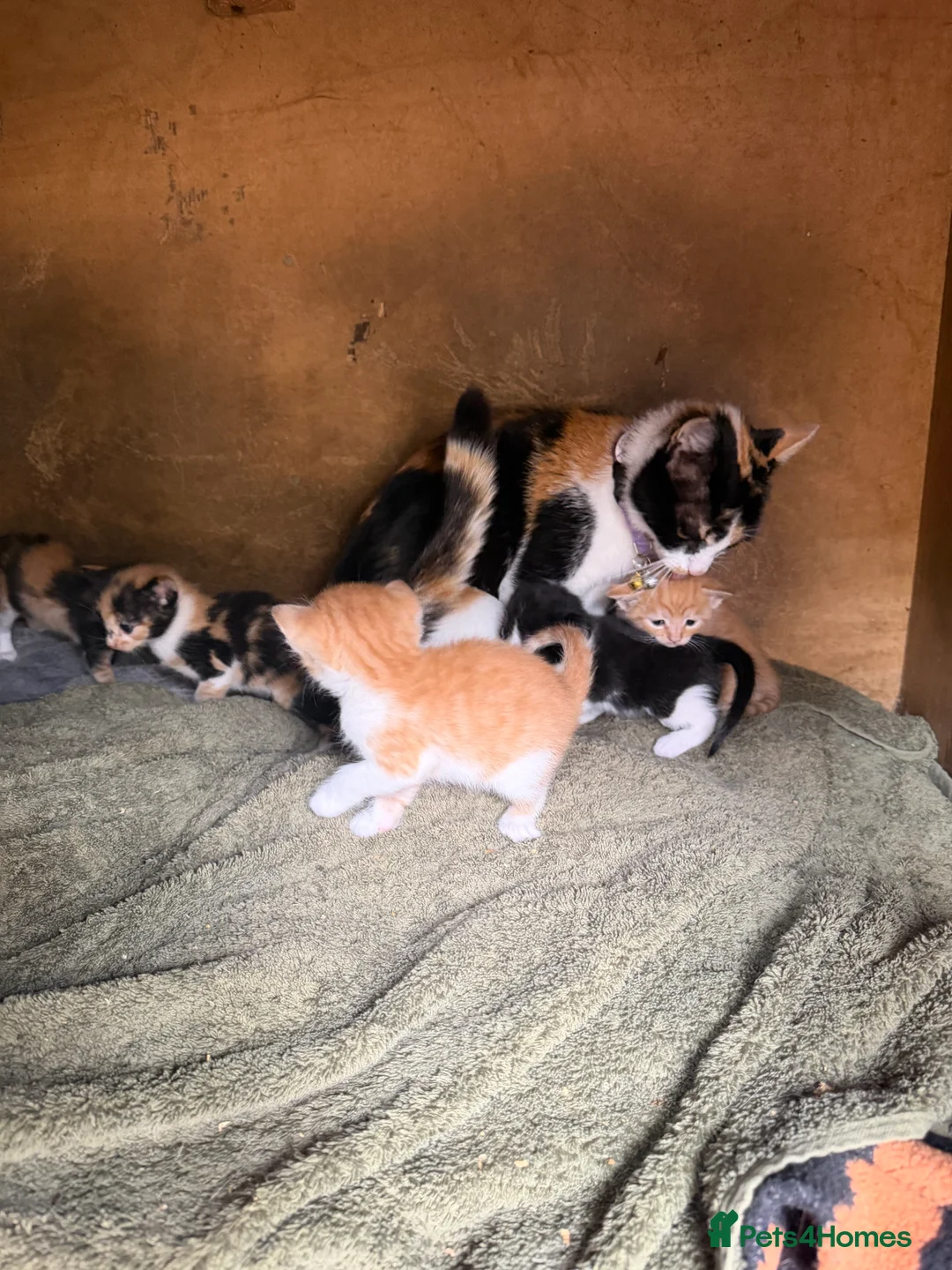 Domestic Shorthair cats for sale: Kittens for sale (including ginger females!) - Advert 2