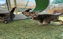 Siberian cats for sale: Siberian x kittens  - Image 15