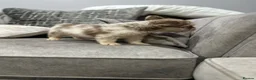 French Bulldog dogs for sale: French bulldogs  - Advert 6