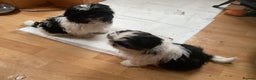 Shih Tzu dogs for sale: Shih Tzu puppies , ready to leave now - Advert 14
