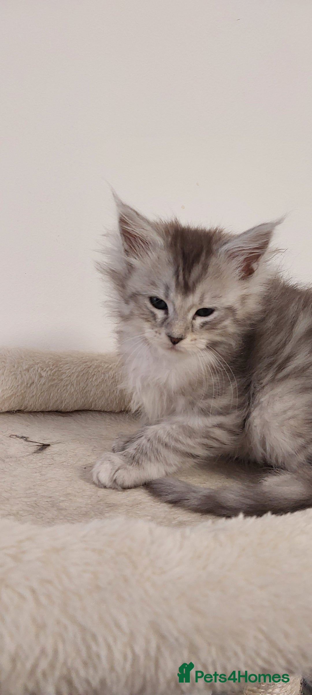 Maine Coon cats for sale: 🐈🐈🐈7 Amazing Maine coons🐈🐈🐈 - Advert 24