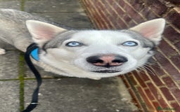 Siberian Husky dogs for sale: Siberian Husky - Male - 5 years old. - Image 2