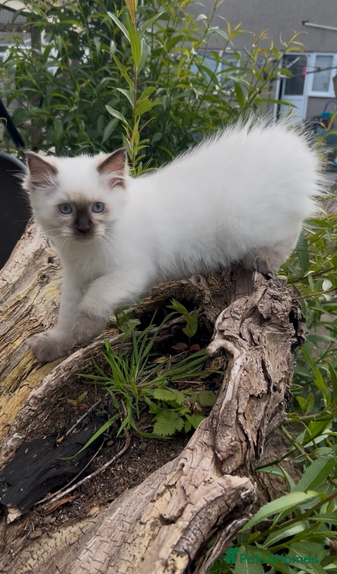 Ragdoll cats TICA Registered Chocolate Point Ragdoll kitten 🤎 - Advert 5