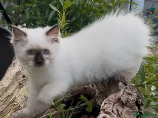 Ragdoll cats TICA Registered Chocolate Point Ragdoll kitten 🤎 - Advert 5