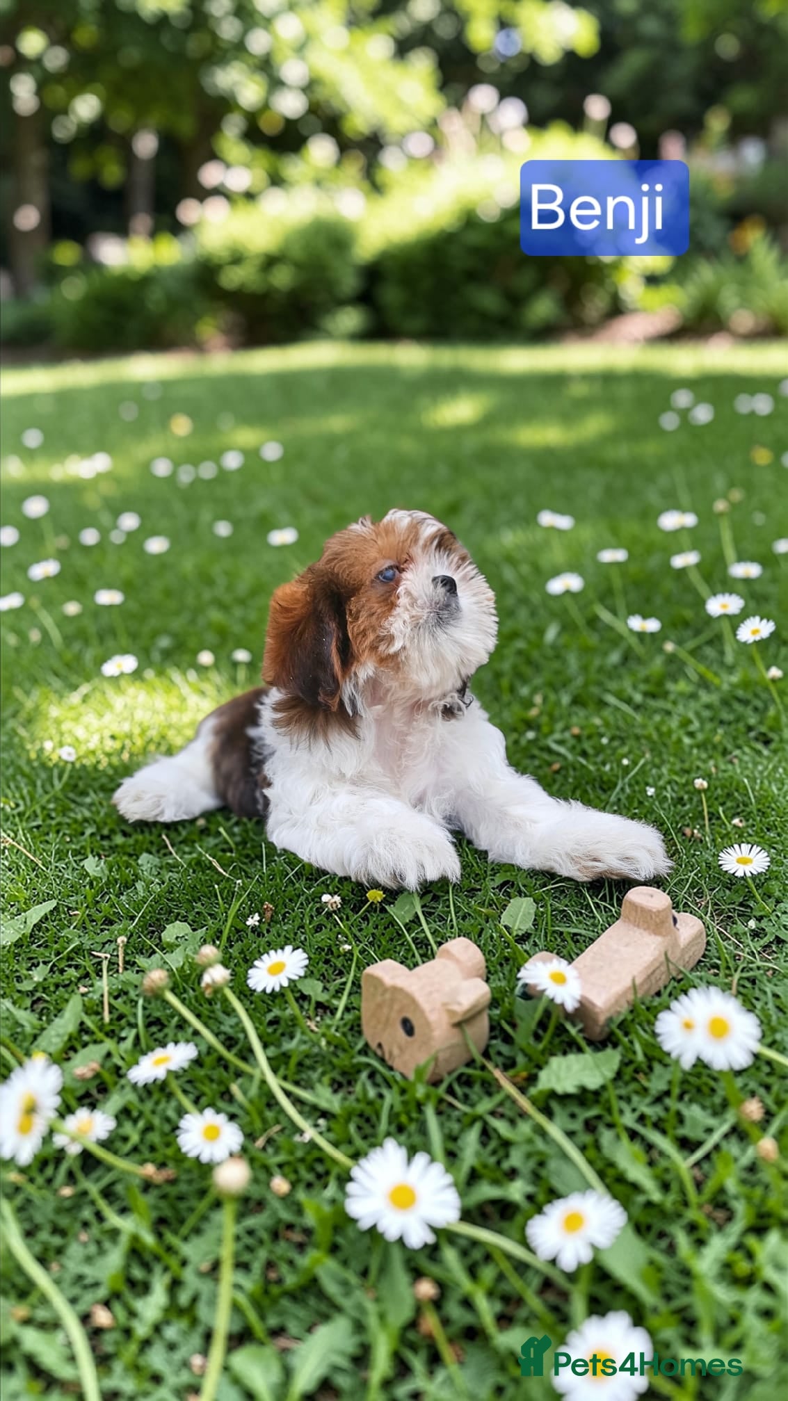 Shih Tzu dogs  💞 QUALITY STANDARD SHIH TZU 💕 - Advert 3