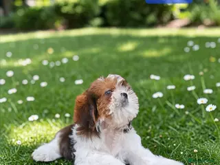 Shih Tzu dogs 💞 QUALITY STANDARD SHIH TZU 💕 - Advert 3