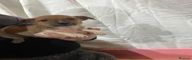 Jackapoo 2