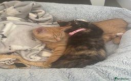 Domestic Shorthair cats for sale: Pumpkin 🎃 & Maple 🍁  - Image 7