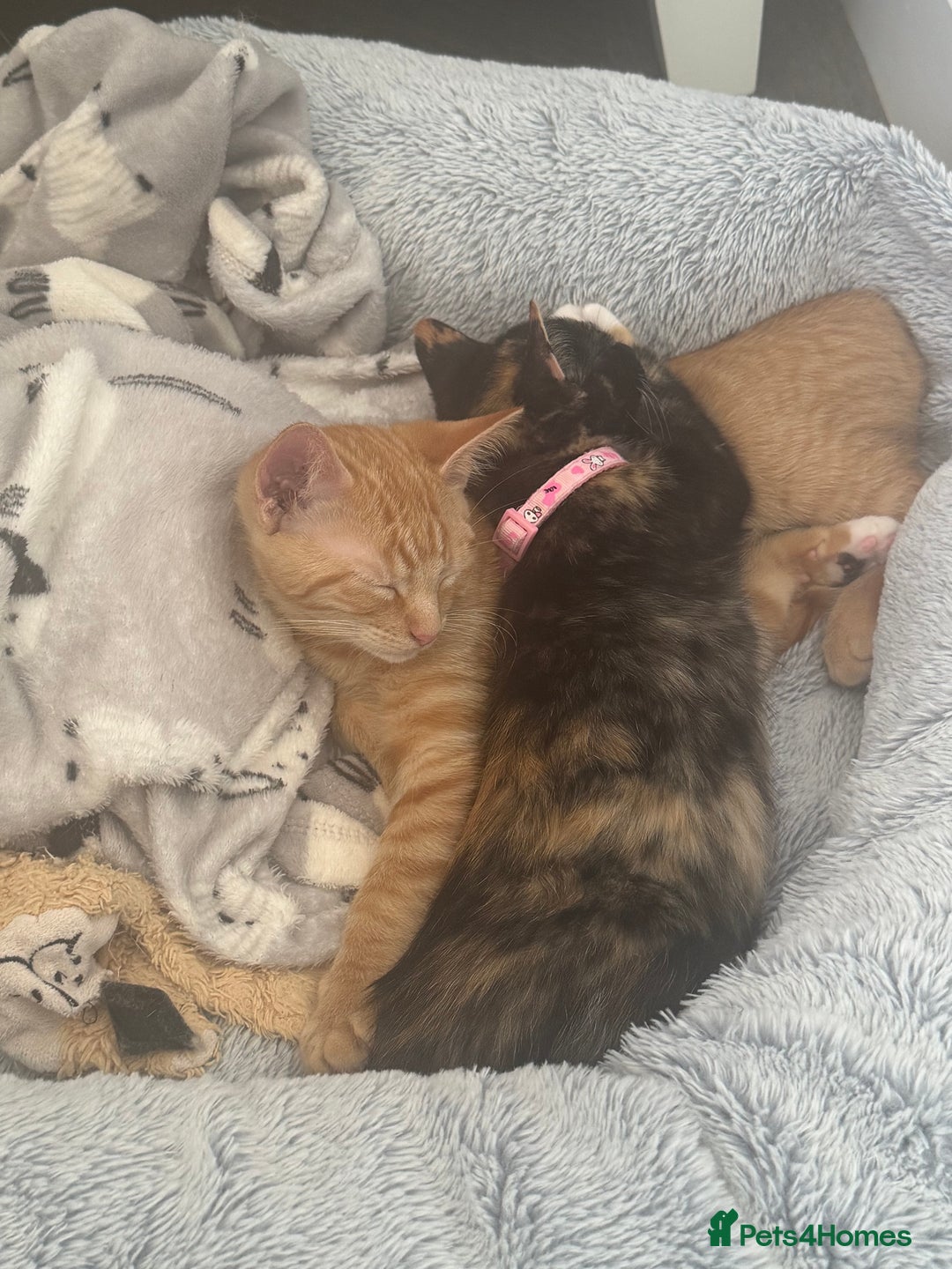 Domestic Shorthair cats for sale: Pumpkin 🎃 & Maple 🍁  - Image 7