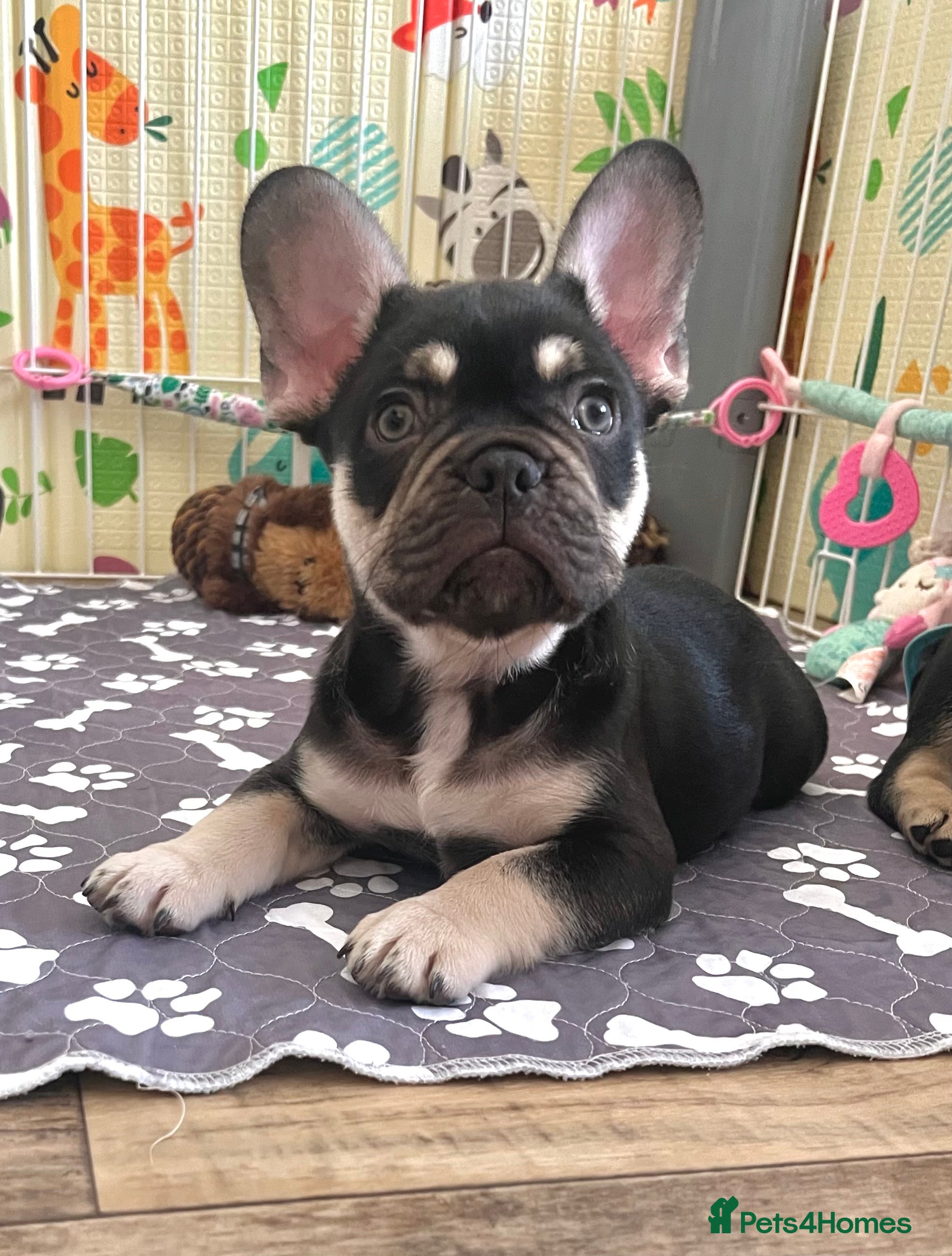 French Bulldog dogs Stunning Kc French Bulldog puppies  - Advert 5