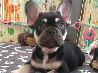 French Bulldog dogs Stunning Kc French Bulldog puppies - Advert 5