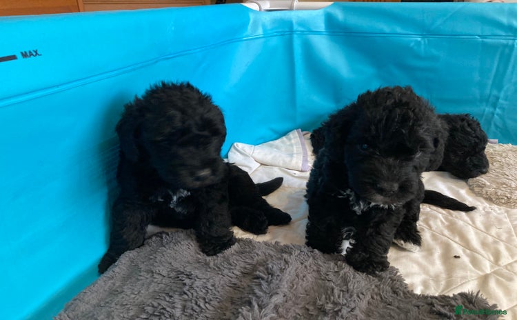 Bedlington Terrier dogs - Advert 4