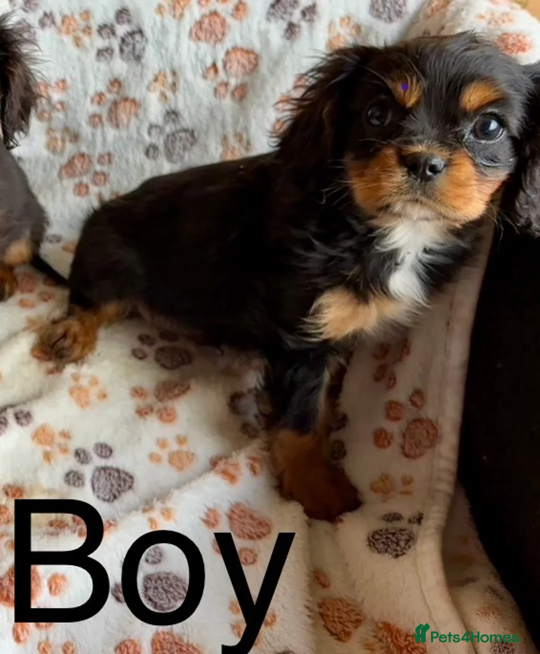 Cavalier King Charles Spaniel dogs for sale: Beautiful puppies looking for forever homes - Advert 14