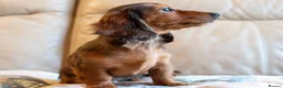 Miniature Dachshund dogs for sale:  Miniature Long-Haired Dachshund Puppies–Red Merle - Advert 4