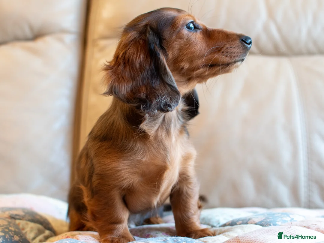 Miniature Dachshund dogs for sale:  Miniature Long-Haired Dachshund Puppies–Red Merle - Advert 4