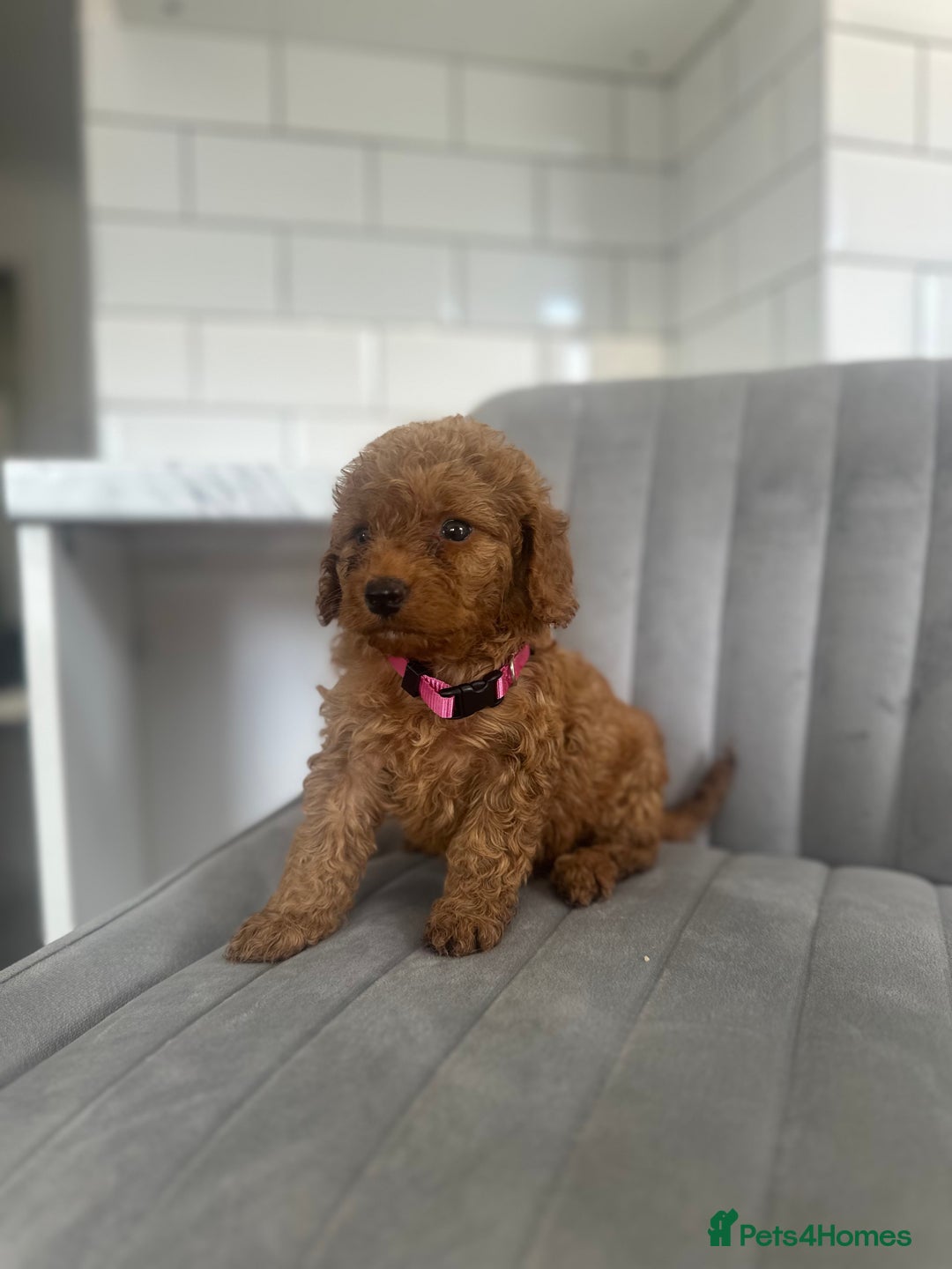 Cockapoo dogs for sale: OUTSTANDING Red Cockapoo Puppies  - Image 14
