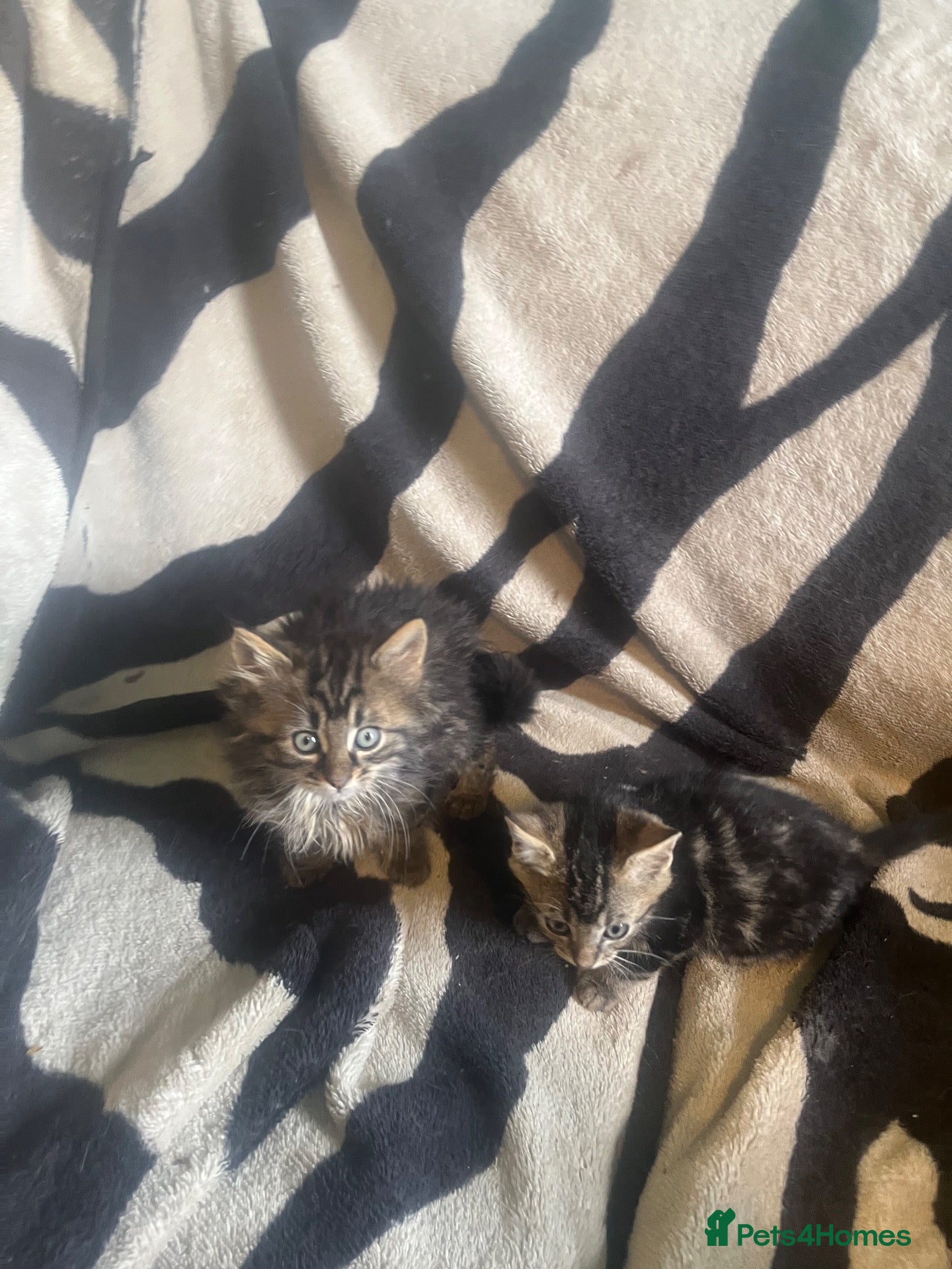 Mixed Breed cats Kittens looking for their forever homes  - Advert 1