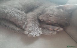 Russian Blue cats for sale: Grey girl 10 weeks - Image 10