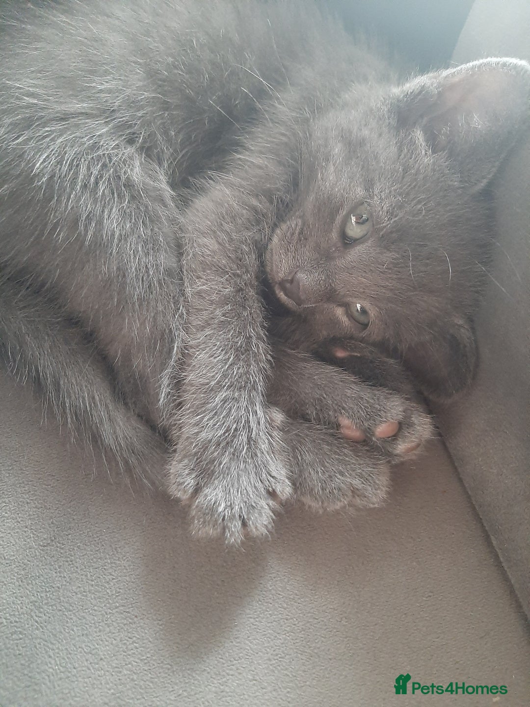 Russian Blue cats for sale: Grey girl 10 weeks - Image 10