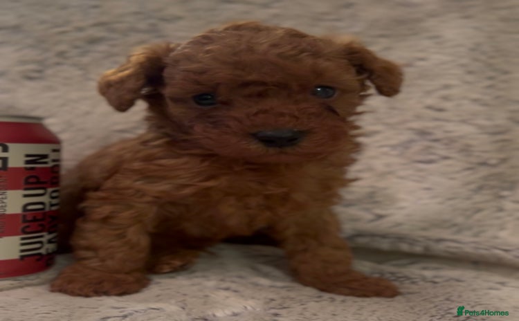 Toy Poodle dogs KC Registered Red True to Type Toy Poodle Boys  - Advert 7