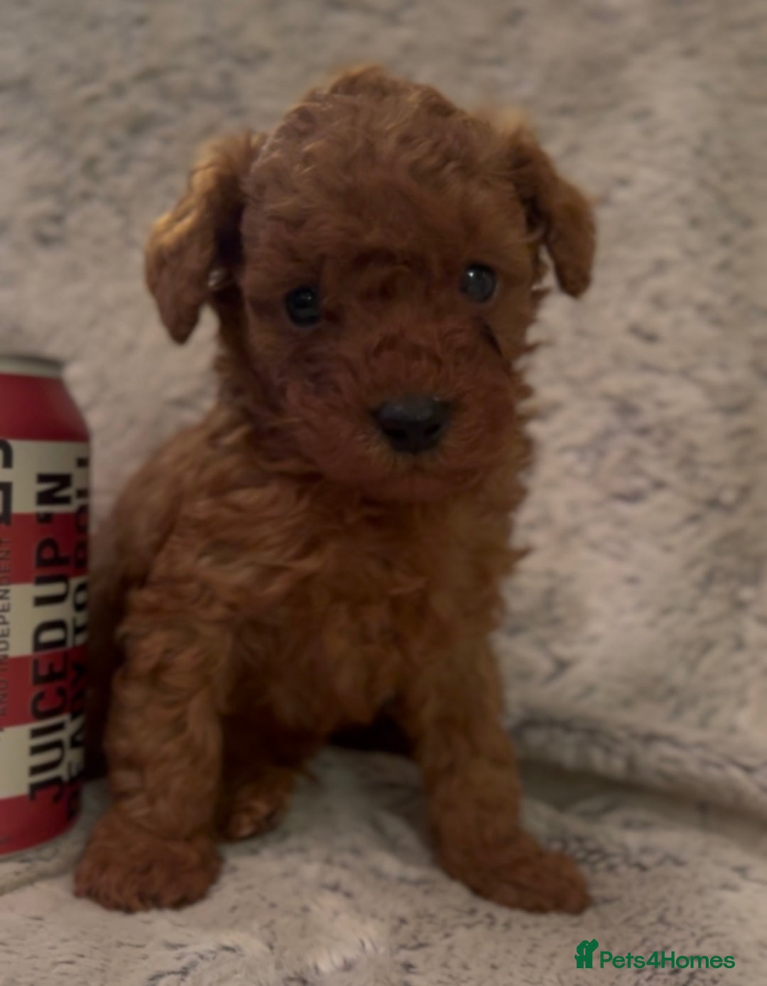 Toy Poodle dogs for sale: KC Registered Red True to Type Toy Poodle Boys  - Advert 1