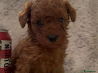 Toy Poodle dogs KC Registered Red True to Type Toy Poodle Boys - Advert 14
