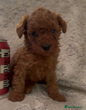 Toy Poodle dogs KC Registered Red True to Type Toy Poodle Boys - Advert 2