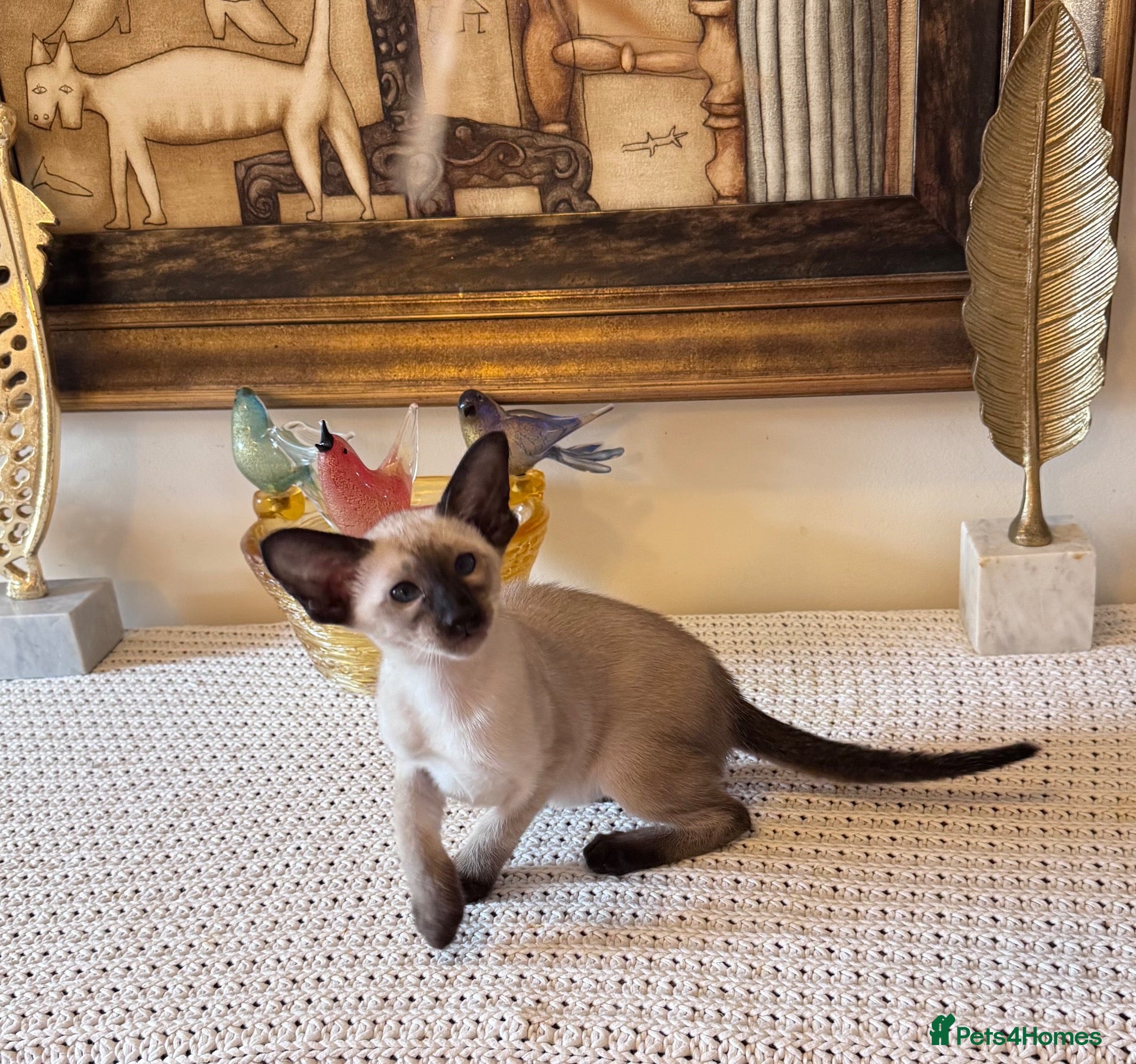 Oriental cats Beautiful TICA Oriental  and Siamese babies - Advert 1