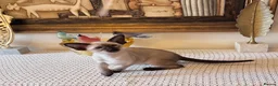 Oriental cats for sale: Beautiful TICA Oriental  and Siamese babies - Advert 5