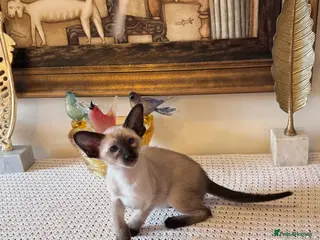 Oriental cats Beautiful TICA Oriental and Siamese babies - Advert 8