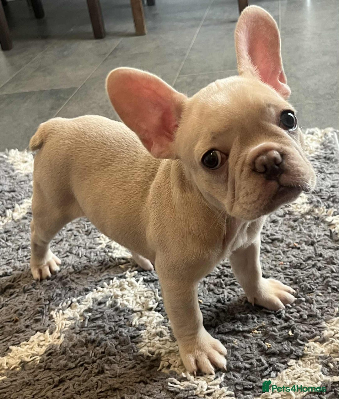 French Bulldog dogs for sale: Beautiful non kc female  - Image 4
