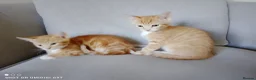 Bengal cats for sale: Bengal Tiger x British short haired  - Advert 11