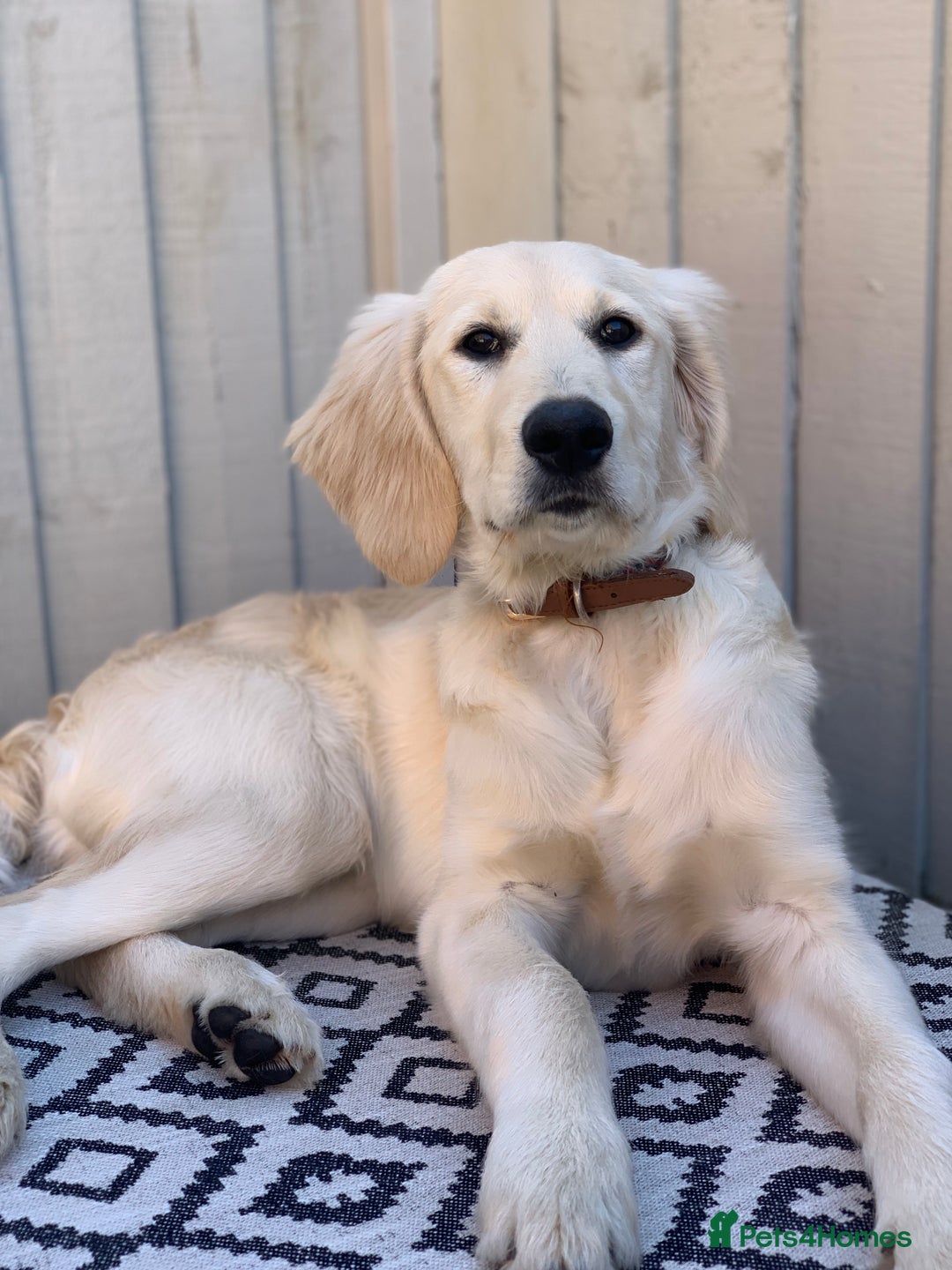 Mixed Breed dogs for sale: Golden doodle x Cocker Spaniel puppies  - Image 3