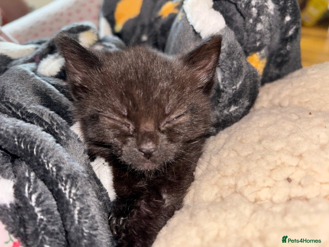 Mixed Breed cats for sale: Beautiful kittens  - Image 7