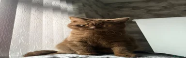 British Shorthair 1
