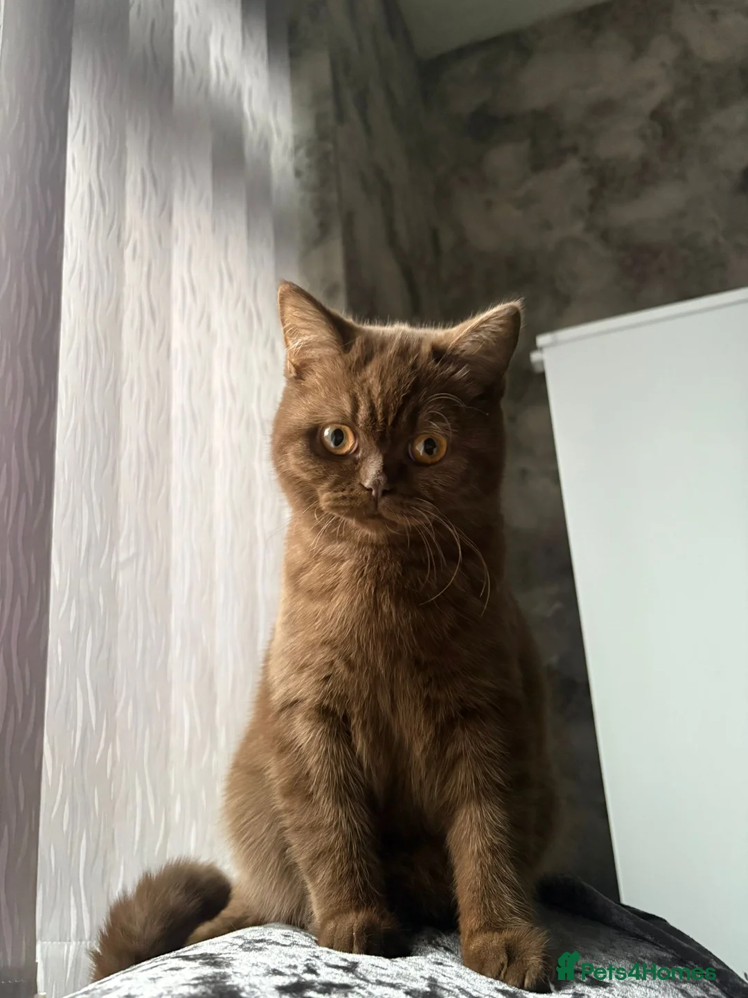 British Shorthair cats for sale: Adorable chocolate British shorthair kitten - Advert 1