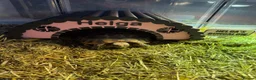 Hermann Tortoise reptiles for sale: Male and Female hermanns tortoises - Advert 2