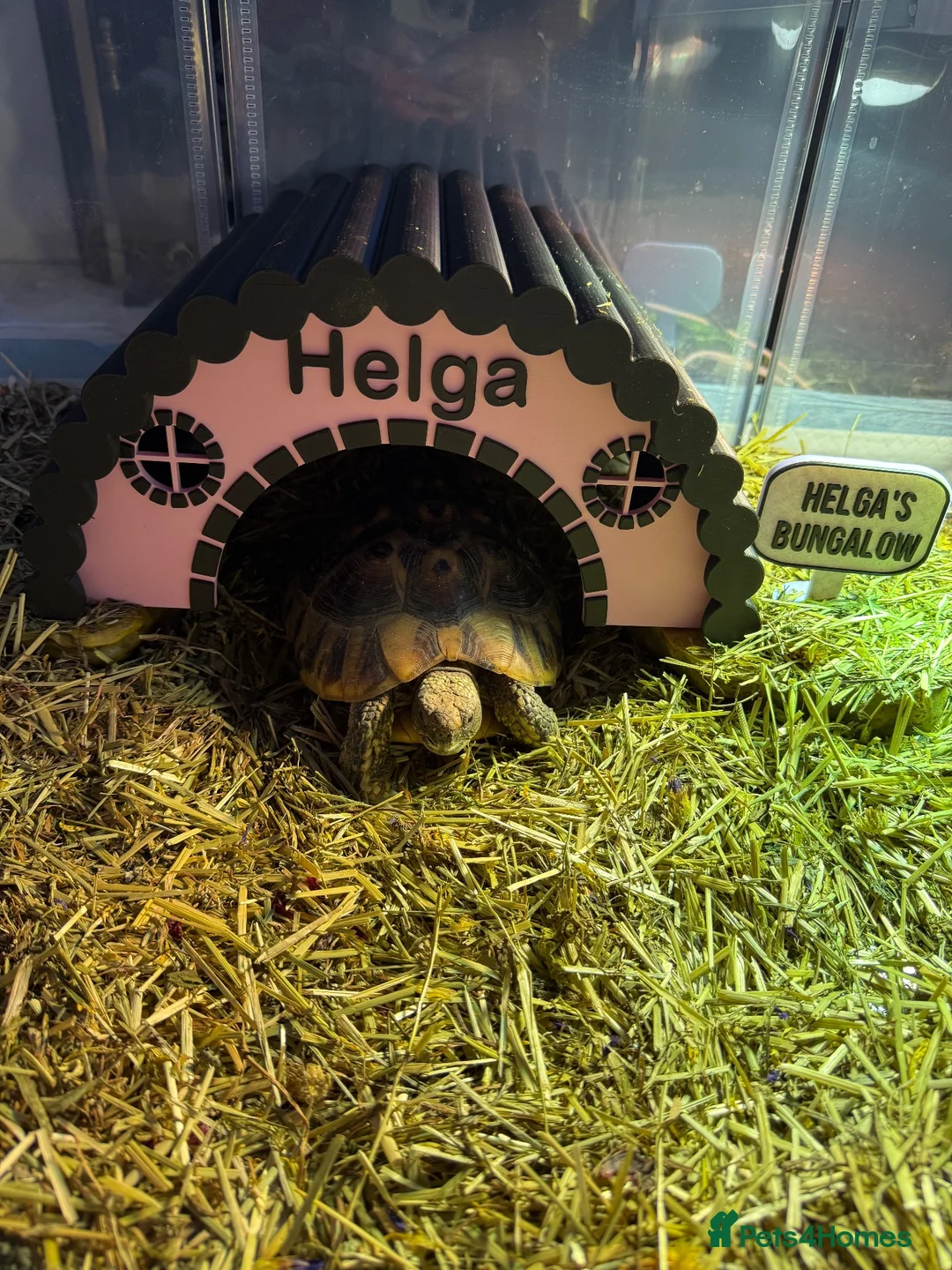 Hermann Tortoise reptiles for sale: Male and Female hermanns tortoises - Advert 2