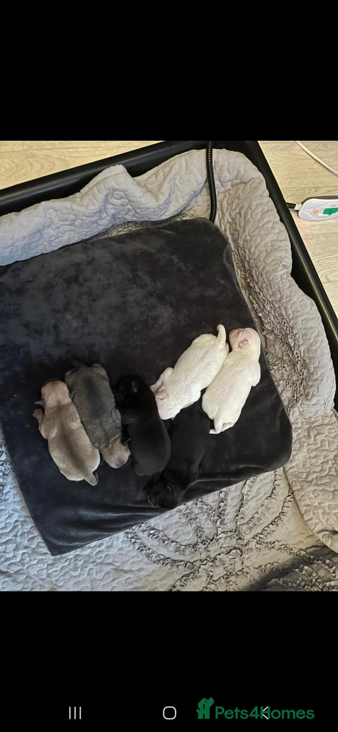 Pug dogs for sale: KC registered pug puppies - Advert 2