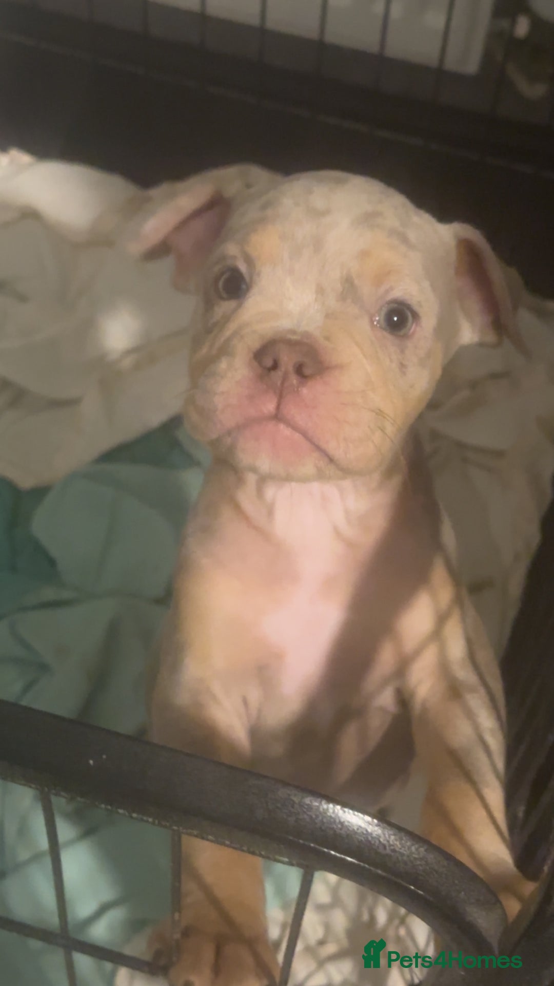 Olde English Bulldogge dogs for sale: Olde English bulldogge  - Advert 2