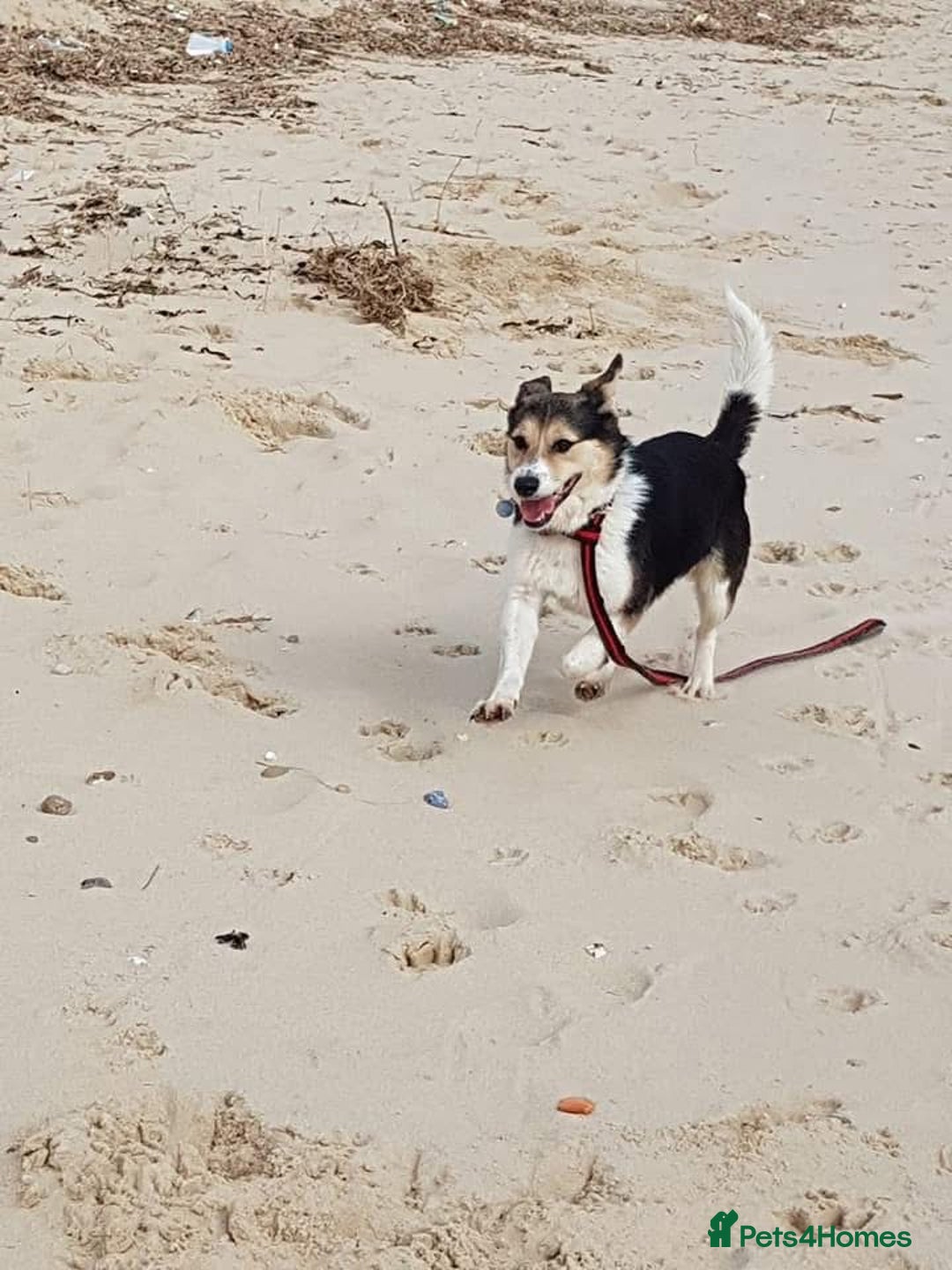 Mixed Breed dogs for adoption: Tara - Norwich Norfolk  - Advert 15