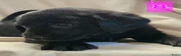Labrador Retriever dogs for sale: Beautiful Black & Golden Labrador Puppies  - Advert 6