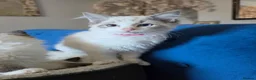 Ragdoll cats for sale: Registered/Pedigree/Stunning/Ragdolls  - Advert 8