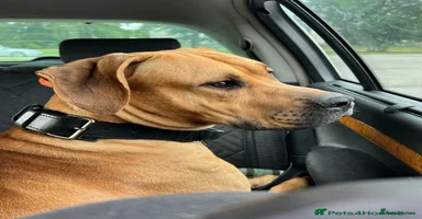 Rhodesian Ridgeback dogs - Advert 13