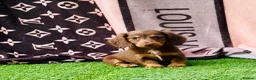 Miniature Dachshund dogs for sale: Long haired dachshund puppies  - Advert 4