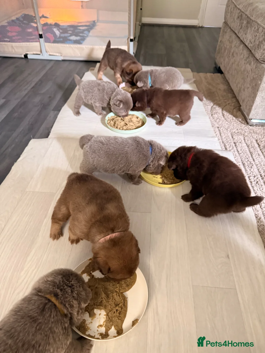 Mixed Breed dogs for sale: 5 Beautiful Frow Frow puppies  - Advert 9