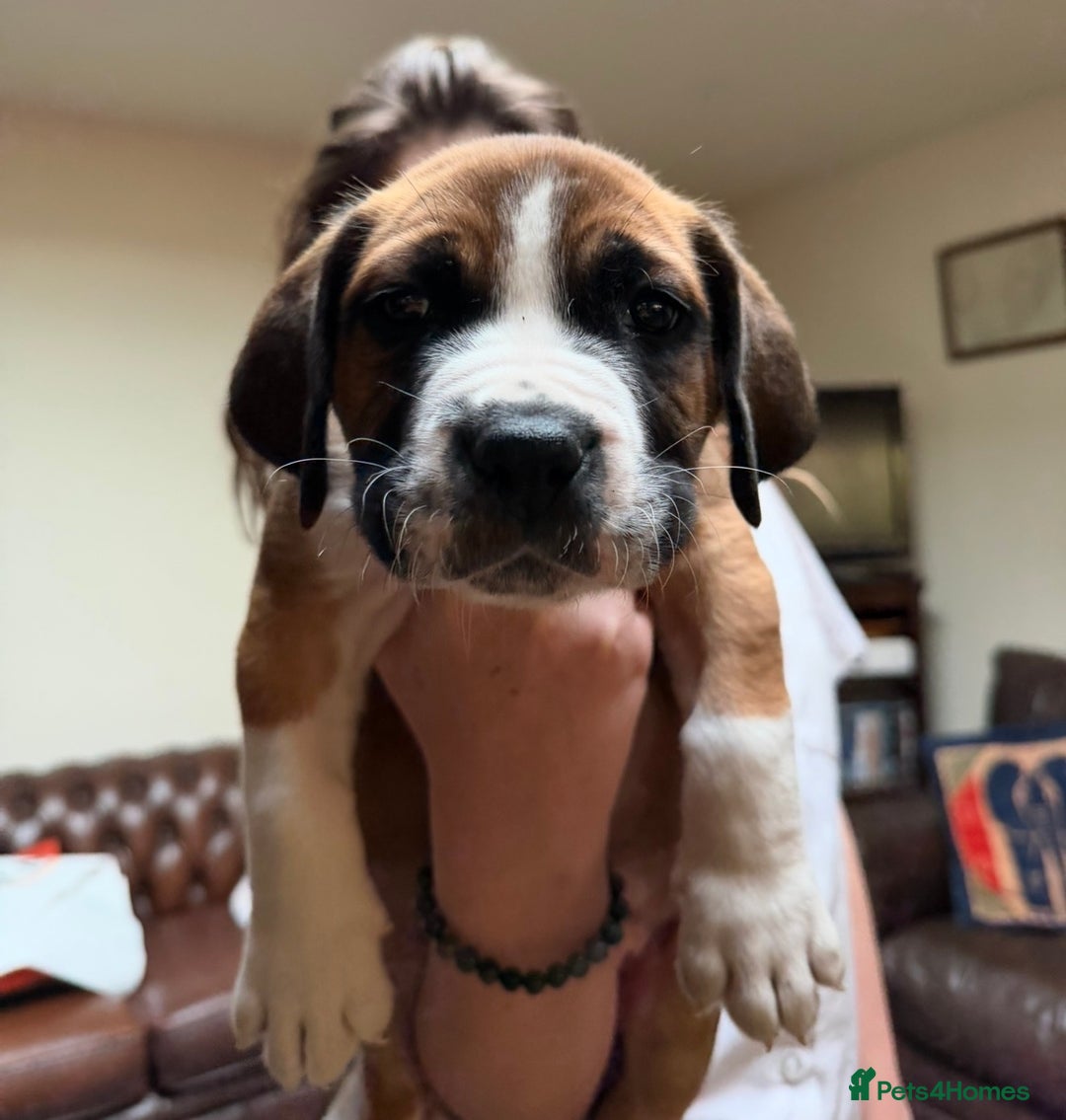Boerboel dogs for sale: Ysterberg line Boerboel puppies  - Advert 7