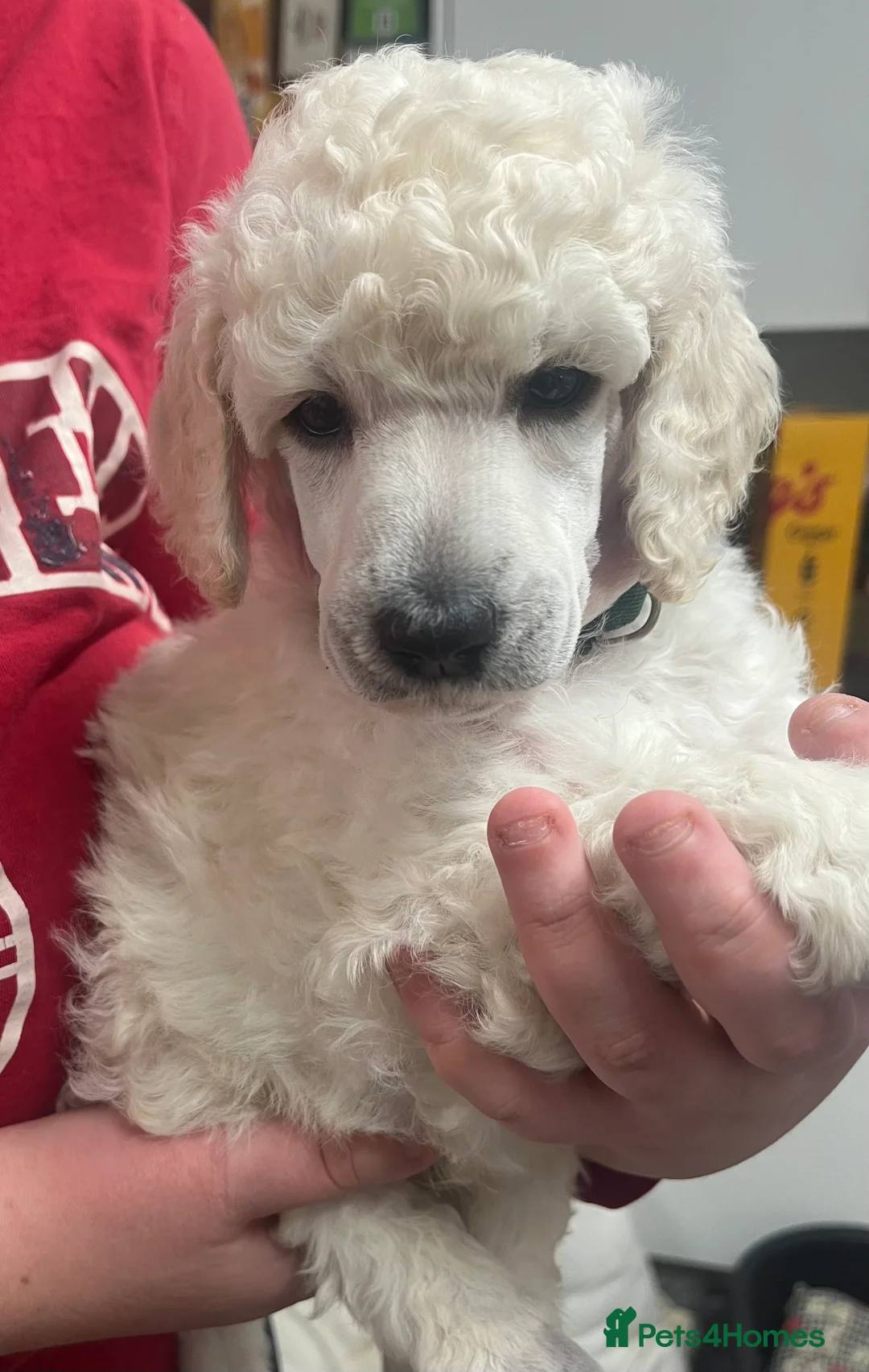Standard Poodle dogs for sale: Standard poodle puppies ready to go  - Advert 15
